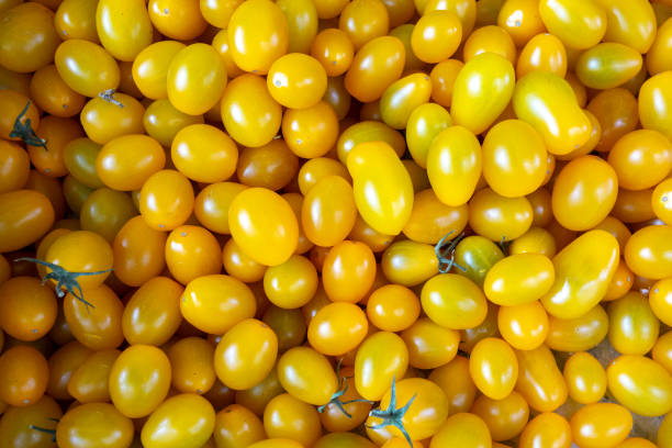 Yellow tomatoes