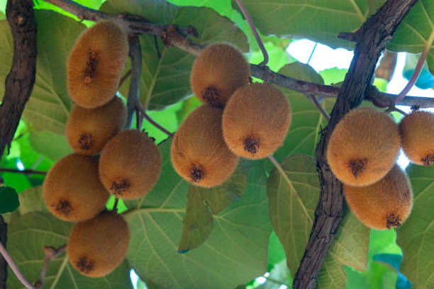 istock Fresh kiwi fruit on tree growing. The ripe kiwi hangs 1440343519