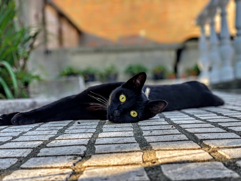 Close-up of a black cat sitting on the kitchen floor at home looking up at the camera.