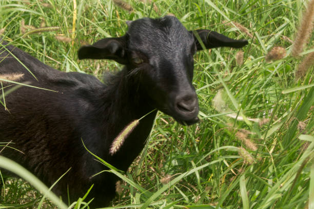 black goat stock photo
