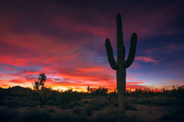 istock Arizona desert sunset and Saguaro Cactus silhouette 1440345165