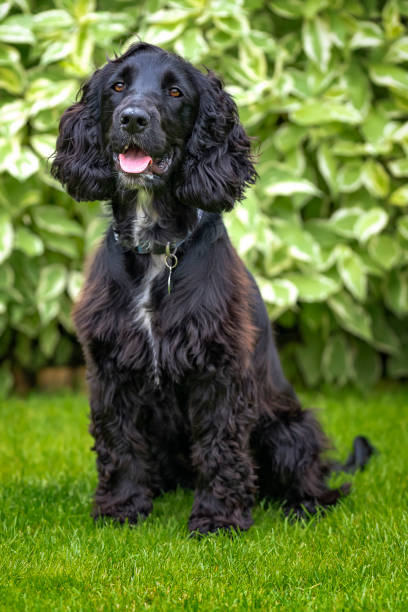 istock Black Working Cocker Spaniel sitting upright looking directly at the camera 1440346777
