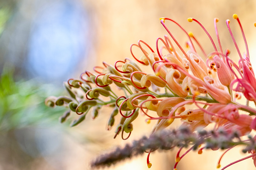 Curly pink grevillea flowers endemic to Australia