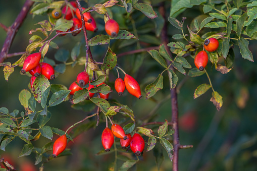 Close shot of ripe rose hips hanging on a dogrose.