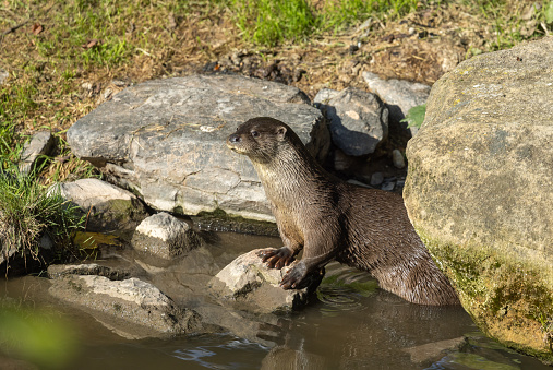 The European Otter - Lutra lutra swimming and hunting in Uhlava River. This animal is dangerous pest for fish farm and aquaculture. Wildlife in National Park Sumava. Czech Republic, Europe.