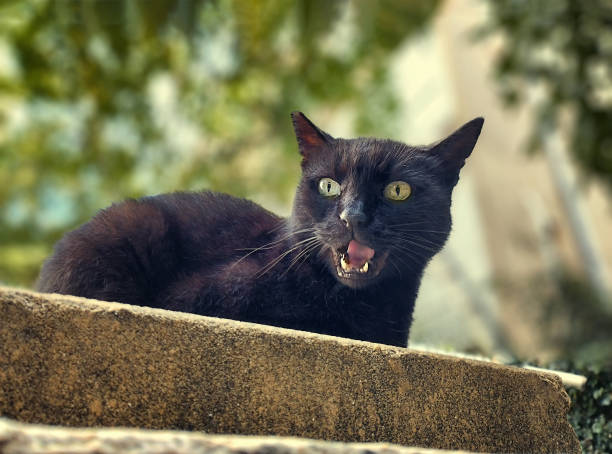 istock A black street cat with yellow-green eyes meows while lying on the curb. Vintage processing, selective focus 1440348038