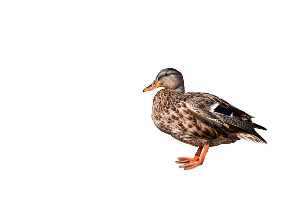 Portrait of mallard duck standing isolated cutout on white background