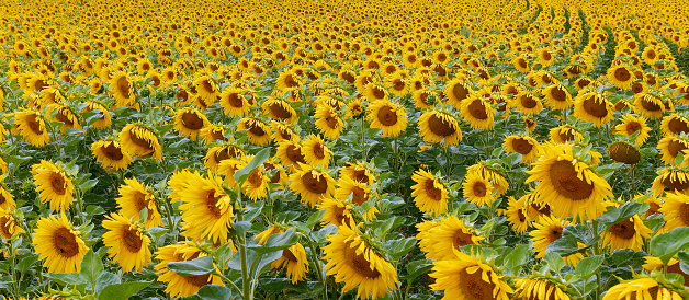 sunflowers in a row