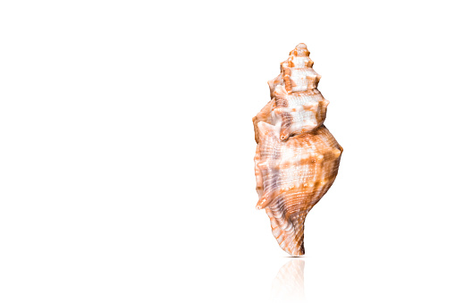 Sea shell closeup isolated cutout on white background with reflection
