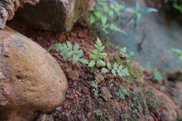 istock Baby Fern 1440353120