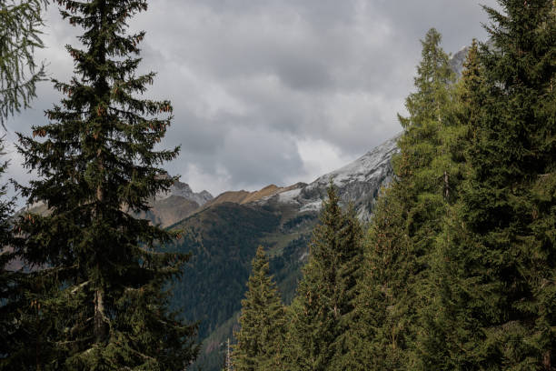istock distant mountain ridge, seen from behind the high coniferous trees of a forest. huge gray clouds cover the sky 1440353526