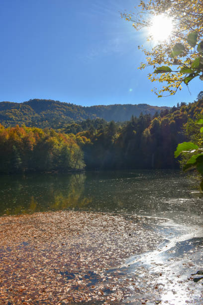 istock Lake in the forest with sun and clear sky background 1440353573