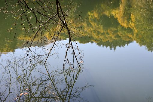 Lake in the forest with tree branches, trees reflection on the lake surface