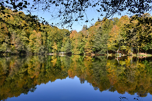 Lake in the forest, lake in the forest with tree reflections on the lake surface
