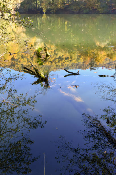 fallen tree in the lake with trees reflection - 13520 imagens e fotografias de stock