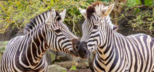 istock strange animal the zebra 1440356133