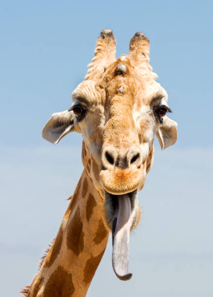 istock giraffe with tongue poking out 1440356154