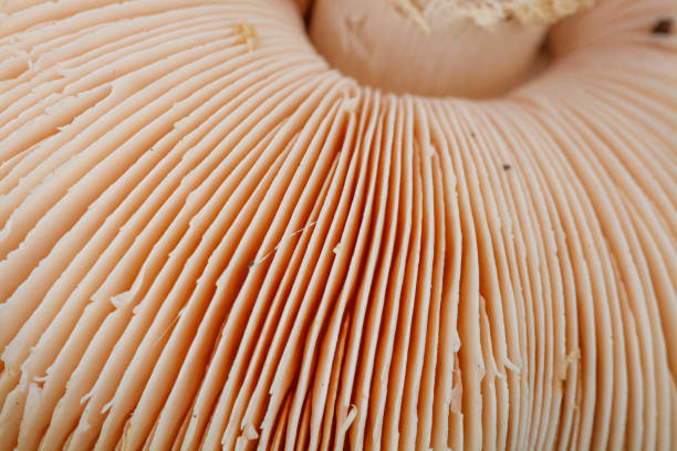 istock an unusual plant the mushroom 1440356770