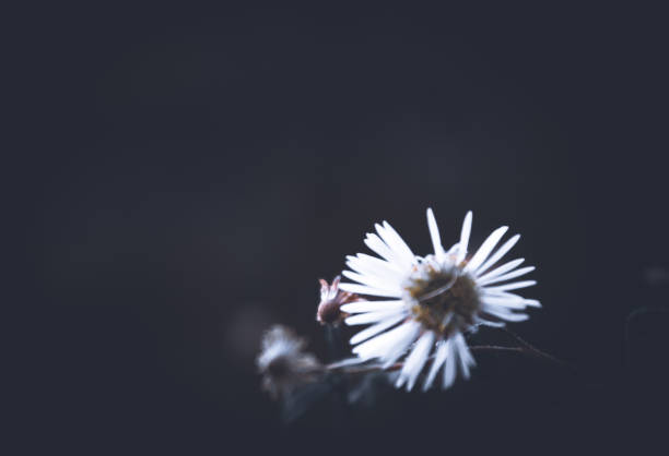 istock white flower photography with the dark background 1440356854