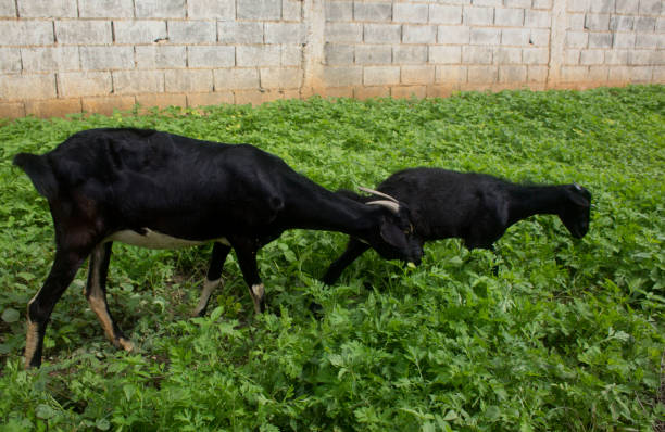 two black goat stock photo