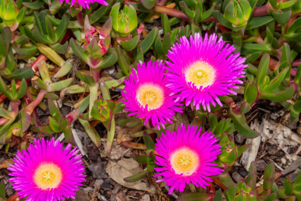 istock coastal plant the pig face 1440358593