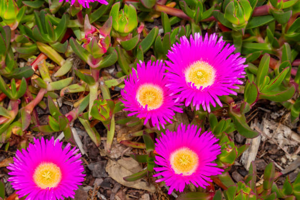 istock coastal plant the pig face 1440358594