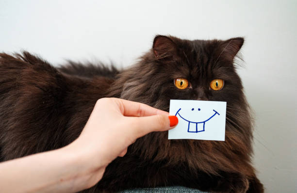 istock Scottish straight cat with smile on card. 1440358955