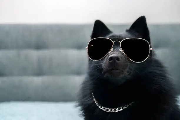Photo of Schipperke dog in glasses. Thug life concept.