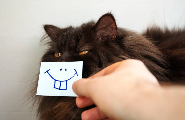 istock Scottish straight cat with smile on card. 1440359490