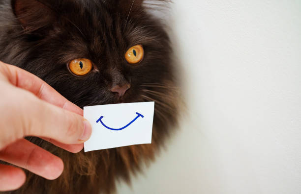 istock Scottish straight cat with smile on card. 1440359540
