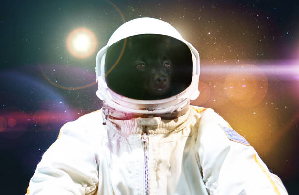 istock Dog in an astronauts spacesuit in outer space. 1440359549