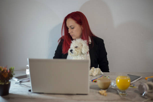 istock Young woman working at home. She is with her dogs 1440360332