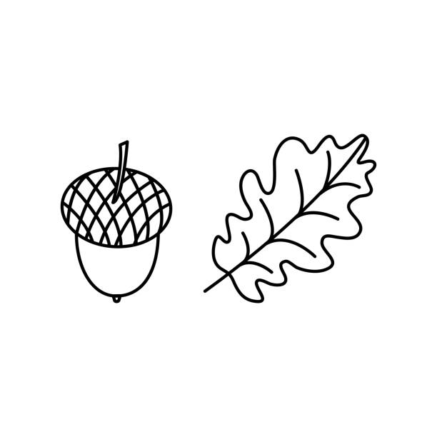 eichelvektorliniensymbol, eichenblatt, herbstnuss schwarze umrisssilhouette. weihnachten einfache illustration - leaf white background beech leaf branch stock-grafiken, -clipart, -cartoons und -symbole