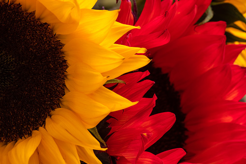 Nature background of colorful sunflower petals