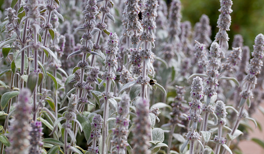 Lamb's ear plant  -  Stachys Byzantina -  silver wolly leaves and purple violet in the medicinal garden.