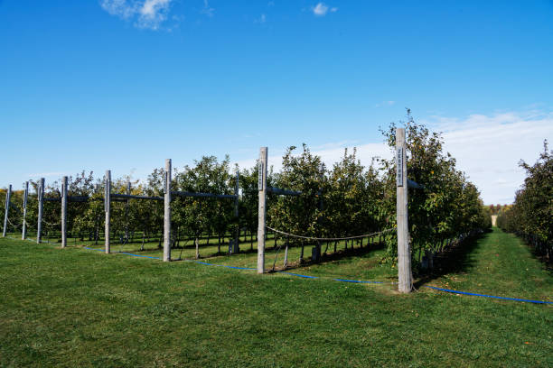 istock Long rows of apple trees in an apple orchard 1440368819
