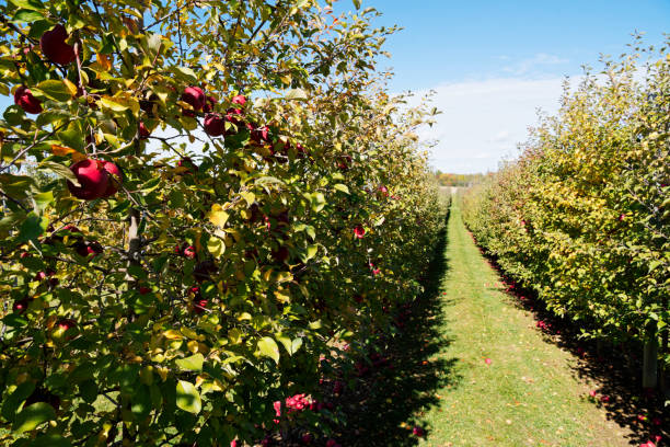 istock Long rows of apple trees in an apple orchard 1440368823