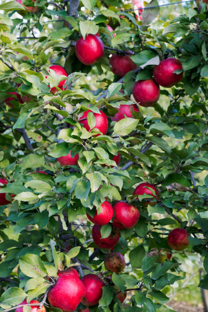 240+ Michigan Apples Stock Photos, Pictures & Royalty-Free Images - iStock