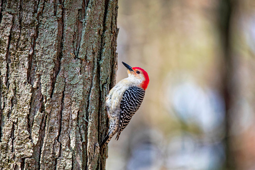 The red-belied woodpecker (Melanerpes carolinus)  in the park.