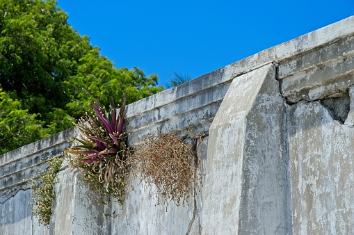 Air plants and other flora growing out of side of old burial crypt in Key West Florida. Old tombs on the elevated section of this Key West cemetery, with blue sky background.