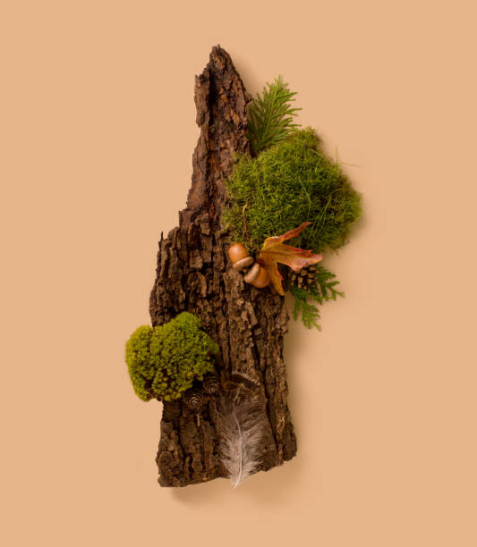 Green moss on tree bark on a beige background. Composition of bark tree decorated with moss. Abstract top view podium for organic cosmetic products presentation or exhibition.