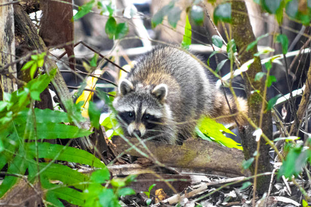istock Curious Raccoon in the Woods 1440378338