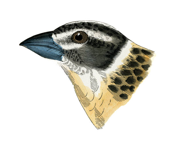 istock Black-headed Grosbeak bird female head watercolor lithograph 1874 1440380381