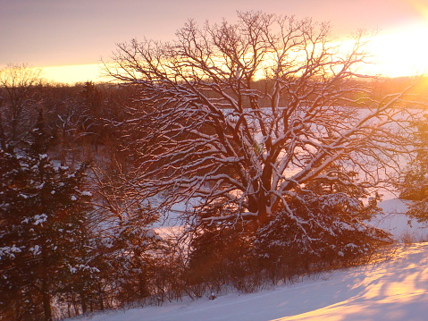 Sun setting over a giant white oak tree in a frozen remote lake area