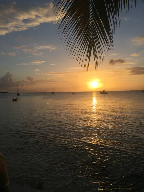 istock Vertical Carribean sunset with sailboats and palm trees 1440382059