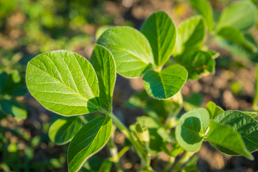Soybean plants with fresh green leaves growing in the agricultural field, close-up