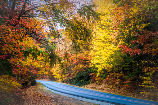 Autumn  Tree Colors along the Blue Ridge Parkway near Ashville, North Carolina