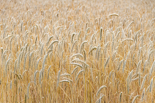 Bearded Barley in Field - Full Frame