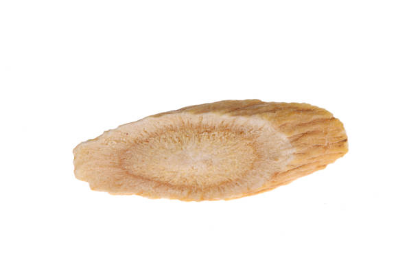 istock Chinese herbal medicine astragalus membranaceus on a white backg 1440390129