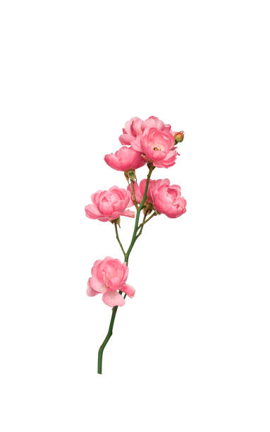 rosa blühende rosen stiel nahaufnahme isolierter ausschnitt - mehrblütige strauchrose stock-fotos und bilder